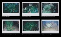 Promenade - galeria 