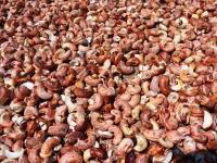 Guiné-Bissau: one «capitalismo do caju» é uma mina terrestre  
